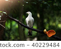 a white bird looks at the sun light 40229484