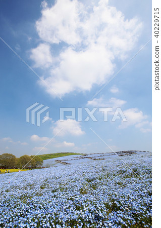 Nemophila Hitachi Beach Park Ibaraki Prefecture 40229715
