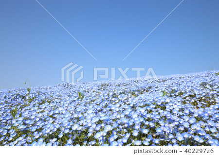 Nemophila日立海灘公園茨城縣 Nemophila日立海灘公園茨城縣 40229726