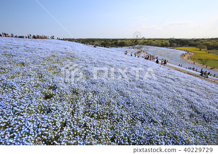 Nemophila Hitachi Beach Park Ibaraki Prefecture Nemophila Hitachi Beach Park Ibaraki Prefecture 40229729