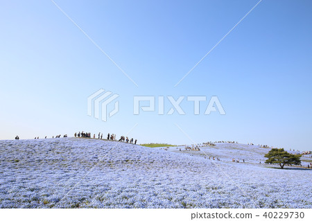 Nemophila Hitachi Beach Park Ibaraki Prefecture Nemophila Hitachi Beach Park Ibaraki Prefecture 40229730
