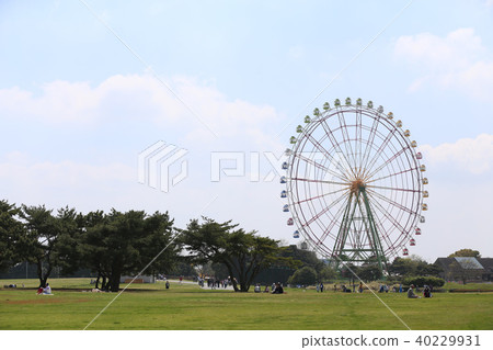 春天日立海濱公園茨城縣 春天日立海濱公園茨城縣 40229931