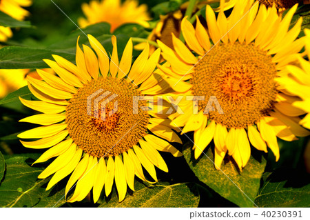 Sunshine sunflower festival in which blue sky and sunflower like flowers bloom 40230391