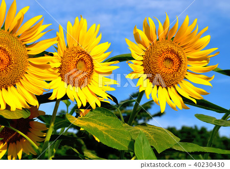 Sunshine sunflower festival in which blue sky and sunflower like flowers bloom Sunshine sunflower festival in which blue sky and sunflower like flowers bloom 40230430