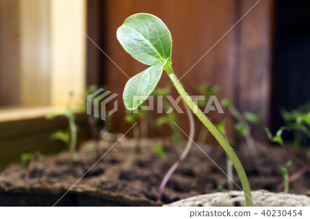 sprout in a peat pot on a windowsill sprout in a peat pot on a windowsill 40230454