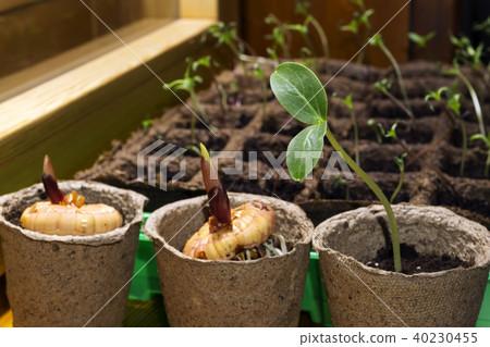 seedling of a dicot plant and germinating bulbs  40230455