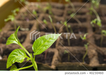 young paprika sprout in a peat pots on a window 40230460