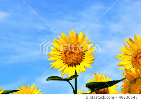 Sunshine sunflower festival in which blue sky and sunflower like flowers bloom 40230543
