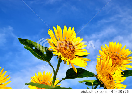 陽光向日葵節日藍天和向日葵喜歡花開花 40230576