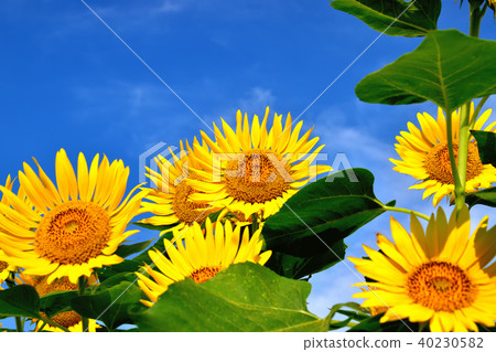 陽光向日葵節日藍天和向日葵喜歡花開花 40230582