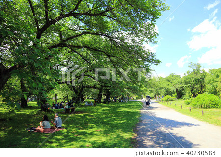 Koishikawa植物園(5月)在初夏Bunkyo-ku,東京 Koishikawa植物園(5月)在初夏Bunkyo-ku,東京 40230583