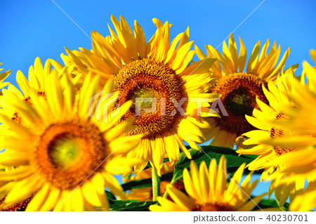 Sunshine sunflower festival in which blue sky and sunflower like flowers bloom 40230701