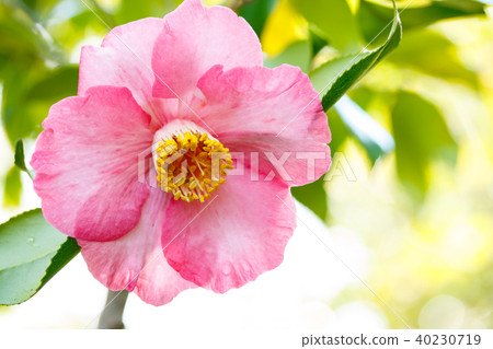 Tsubaki · pleasure Tsubaki · pleasure 40230719
