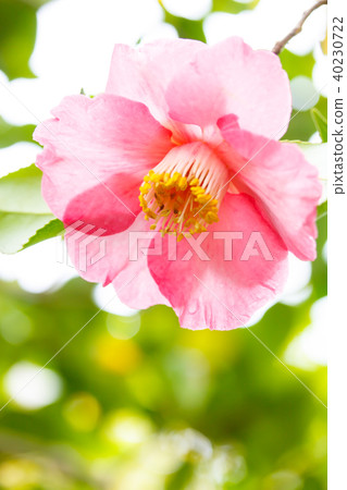 Tsubaki·樂趣 Tsubaki·樂趣 40230722