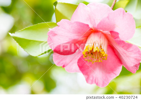 Tsubaki·樂趣 Tsubaki·樂趣 40230724