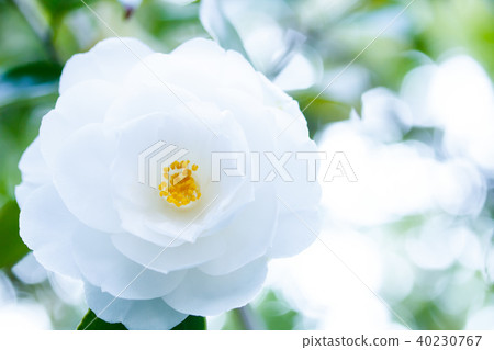 Camellia/silver world Camellia/silver world 40230767