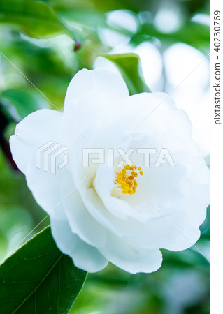 茶花/銀世界 茶花/銀世界 40230769