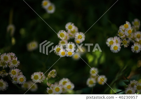 Flower blooming in the side street Flower blooming in the side street 40230957