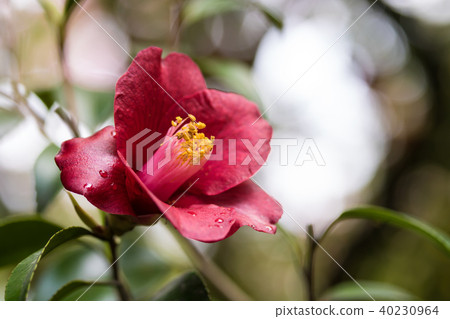 Tsubaki · Shosuke 40230964