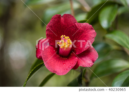 Tsubaki·Shosuke 40230965