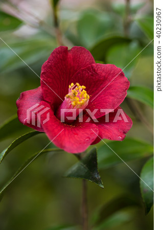 Tsubaki·Shosuke 40230967