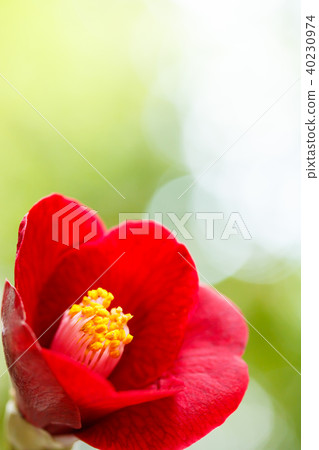 Tsubaki · Shosuke 40230974