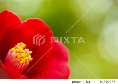 Tsubaki · Shosuke 40230977