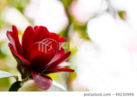 山茶花和烏木 40230999