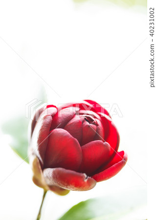 Camellia and ebony 40231002