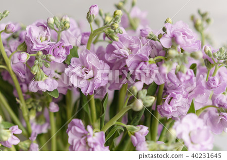 Bouquet of Beautiful lilac color gillyflower, levkoy or mattiola. Spring flowers in vase on wooden 40231645