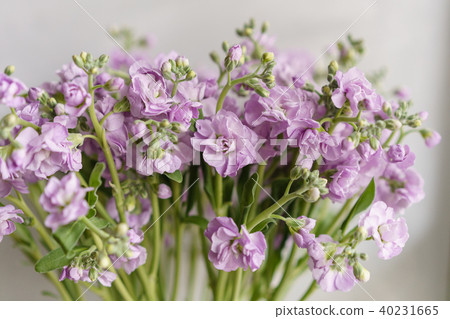 Bouquet of Beautiful lilac color gillyflower, levkoy or mattiola. Spring flowers in vase on wooden 40231665