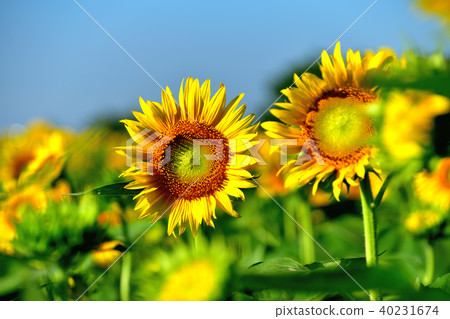 Sunshine sunflower festival in which blue sky and sunflower like flowers bloom 40231674