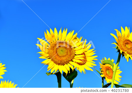 Sunshine sunflower festival in which blue sky and sunflower like flowers bloom Sunshine sunflower festival in which blue sky and sunflower like flowers bloom 40231780