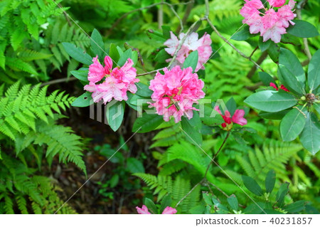 Western rhododendron flower Western rhododendron flower 40231857