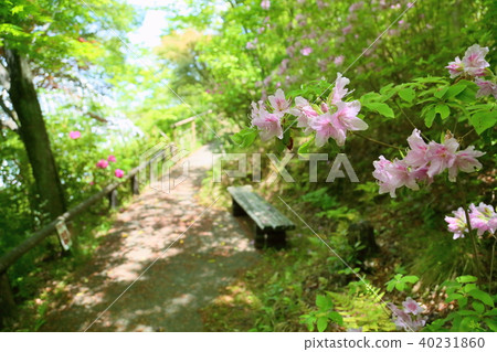 Azalea's flower Azalea's flower 40231860