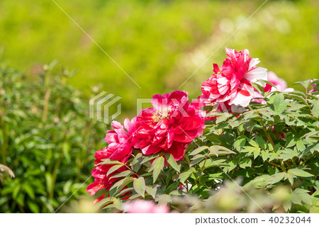 紅色和白色混合按鈕花瓣 紅色和白色混合按鈕花瓣 40232044