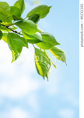複製年輕葉子和藍天空間 40232182
