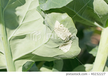 Egg of the armyworm Egg of the armyworm 40232227