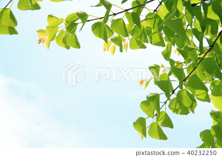 Fresh green leaves 40232250