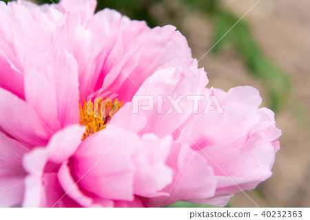 按鈕瓣特寫鏡頭 40232363