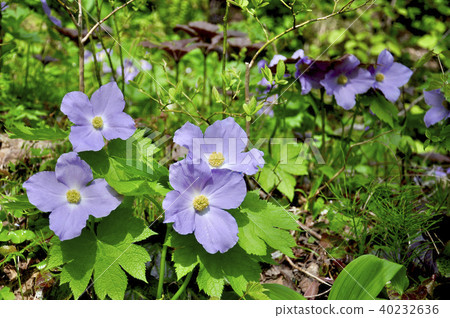 Sado Achillea在Aoneva山谷開花 40232636