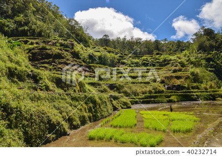 Hapa o rice terrace Hapa o rice terrace 40232714