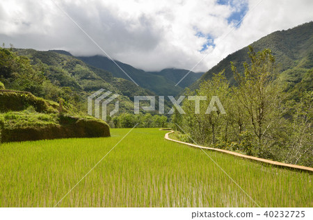 Hapa o rice terrace Hapa o rice terrace 40232725