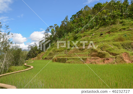 Hapa o rice terrace Hapa o rice terrace 40232727