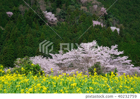 Kyoto Ohara no Sato cherry blossoms and rape blossoms 40232759