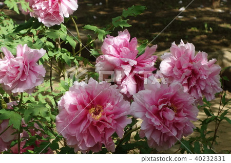 Peony Peony 40232831