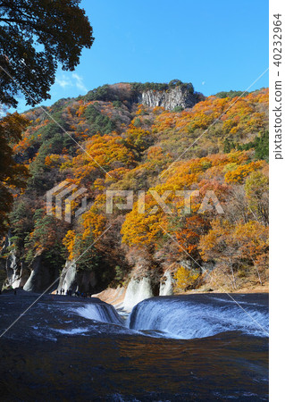 [Autumn autumn season] Autumn leaves (in the morning) 40232964