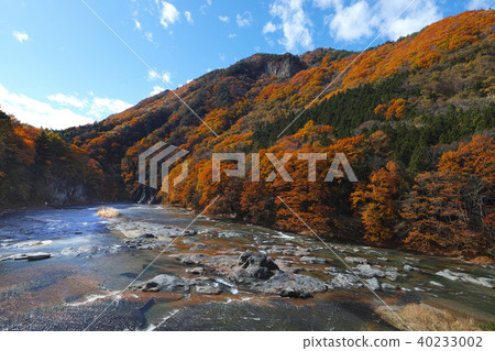 [秋天的秋天的季節]秋葉（早上） 40233002