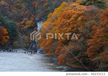 [秋天的秋天的季節]秋葉（早上） 40233111