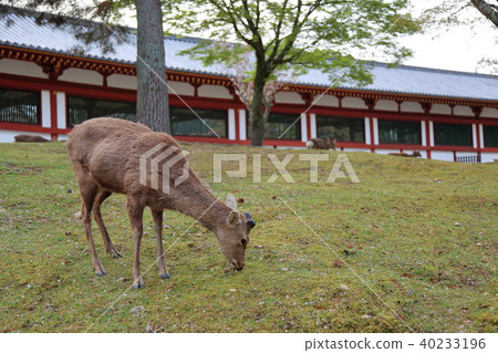 東大寺大佛堂西走廊和鹿 東大寺大佛堂西走廊和鹿 40233196